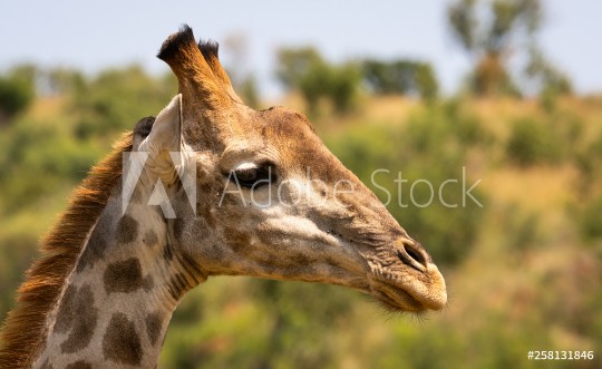 Picture of Giraffe portrait